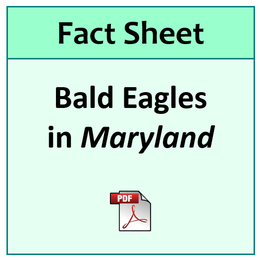2-Bald Eagles in MD fact sheet.png