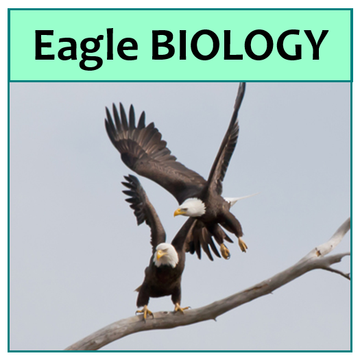 Eagle bio