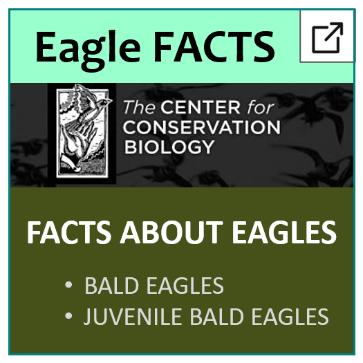 2-BAEA_CCB Eagle Facts.png