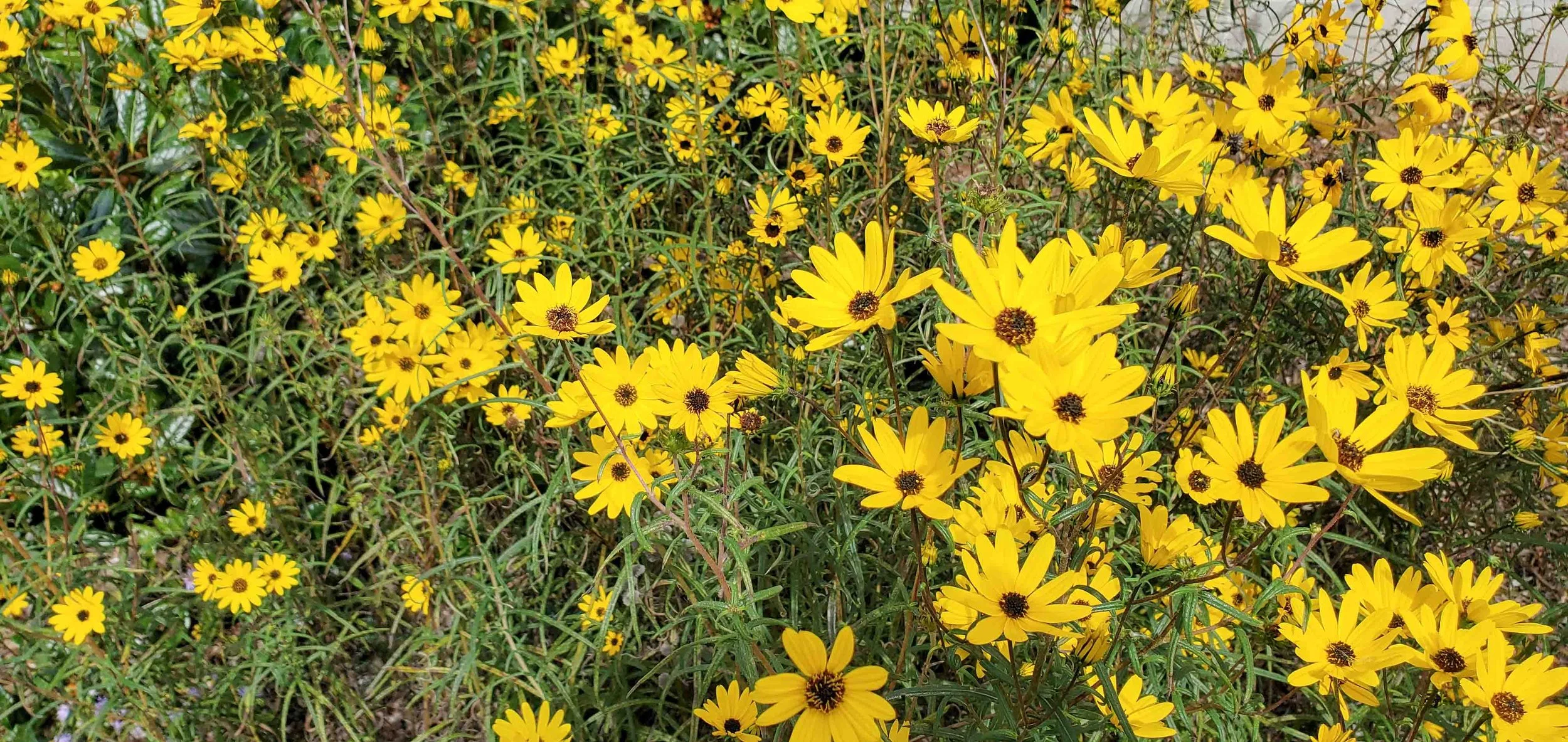 Creating a Bird Friendly Yard