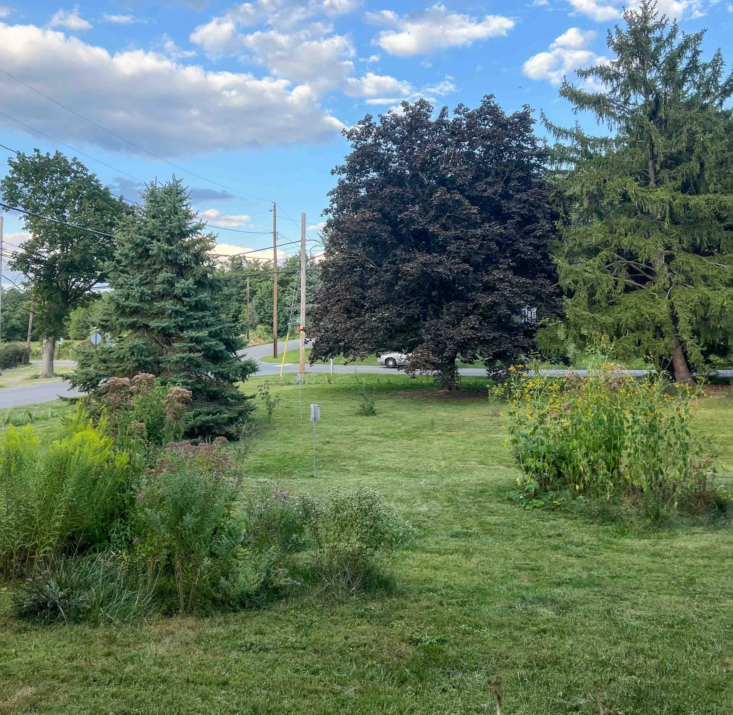  In Western Maryland, Gabriel and and Jordan are in the process of converting their yard from turf grass to feature more native plants and supportive bird habitat.  