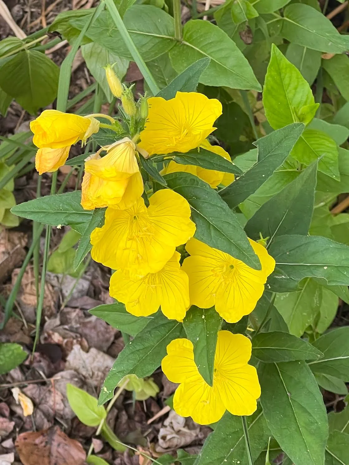  Narrowleaf evening primrose  (Oenothera fruticosa)  in the author’s yard in Central Maryland.  
