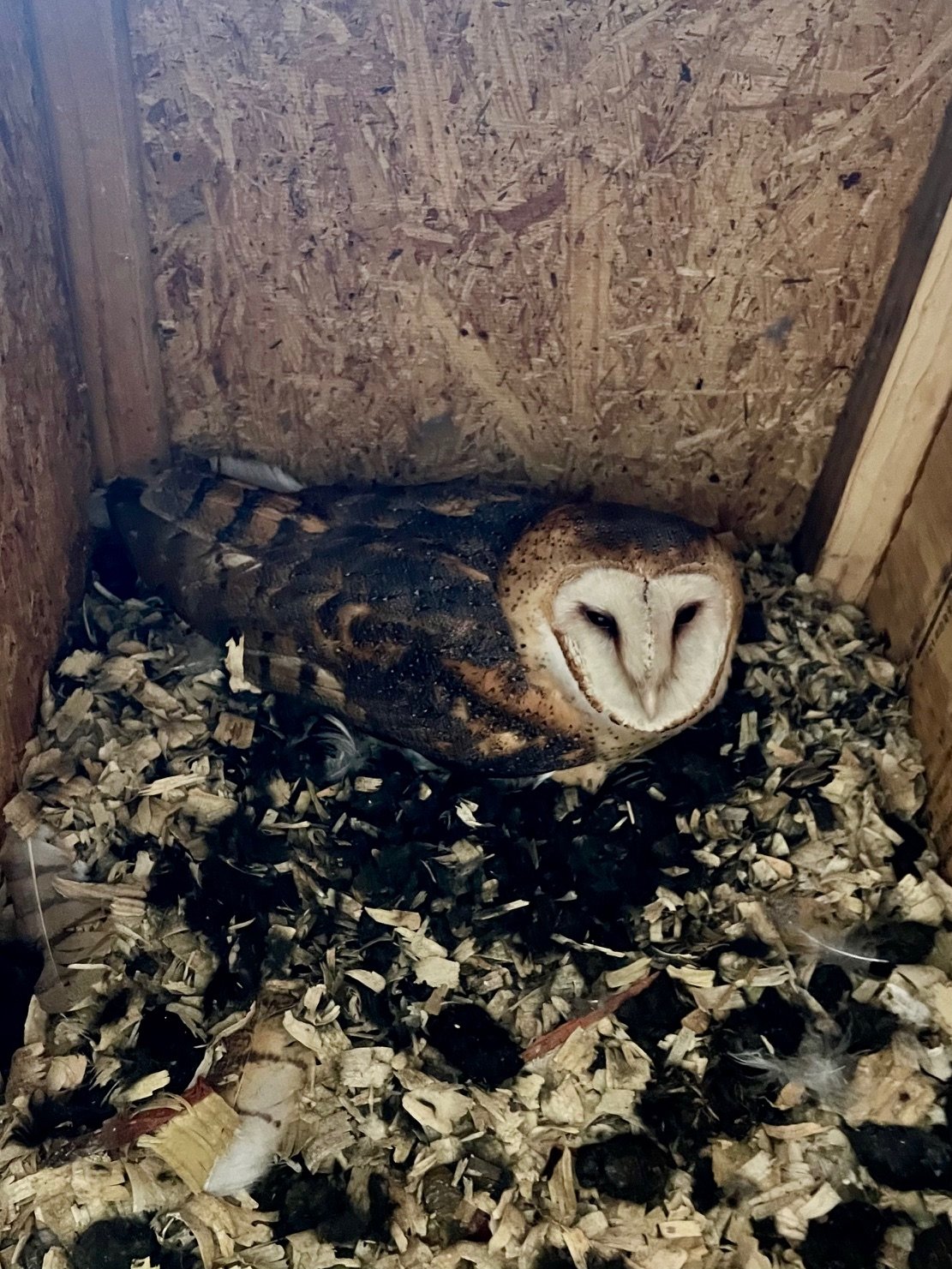 First Carroll County Barn Owl Nest