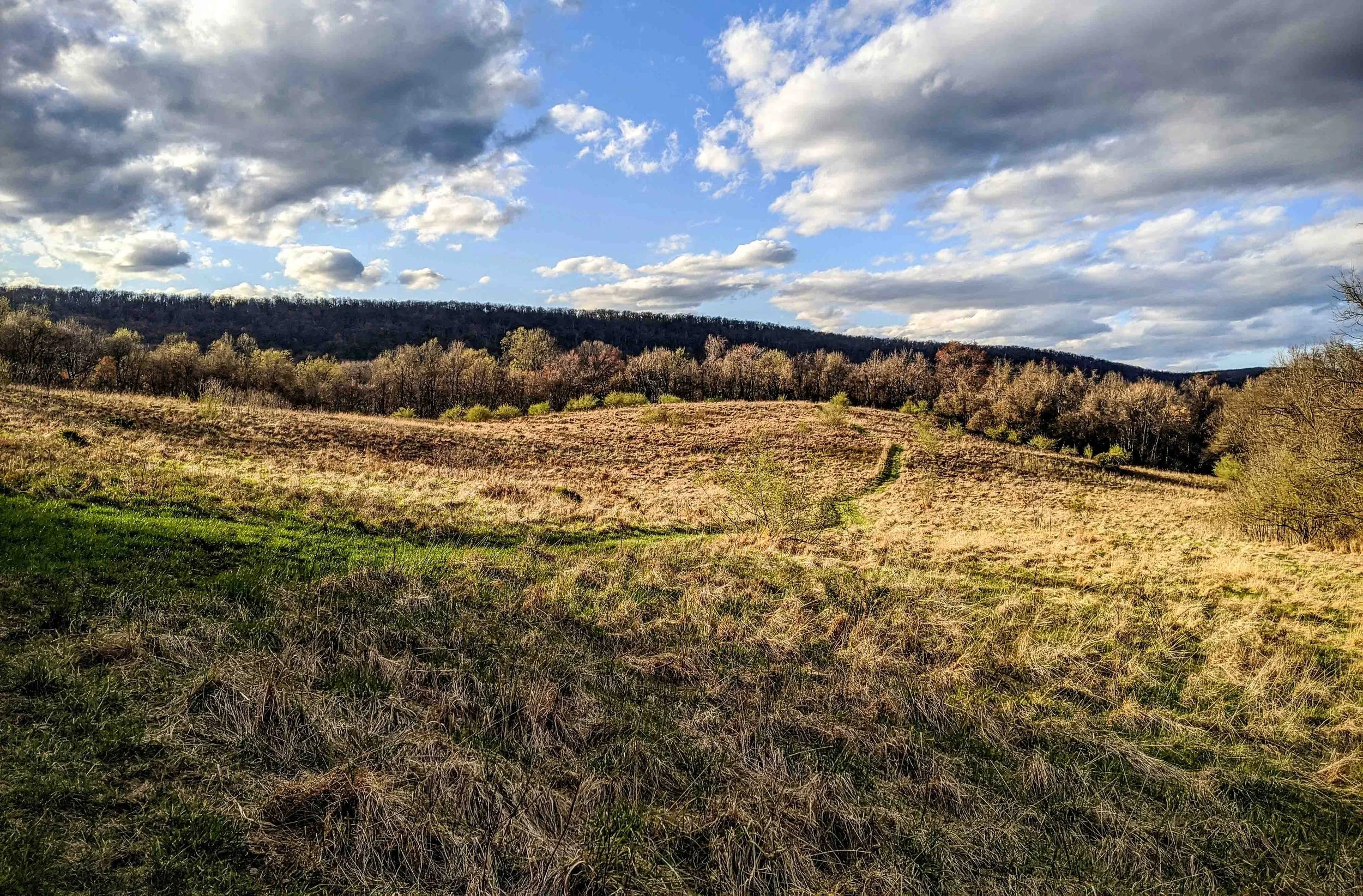 Cut Hayfield
