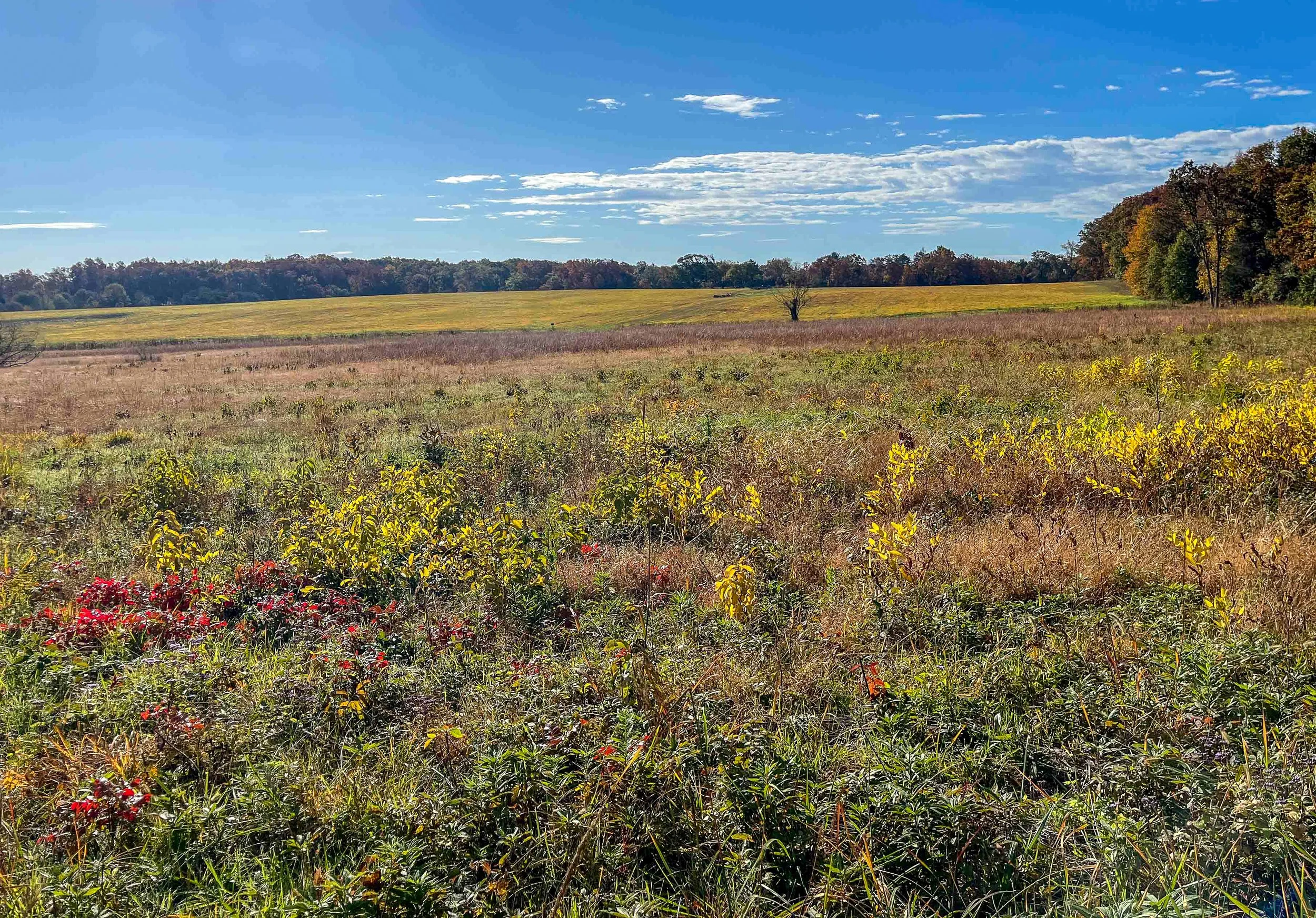 Meadow