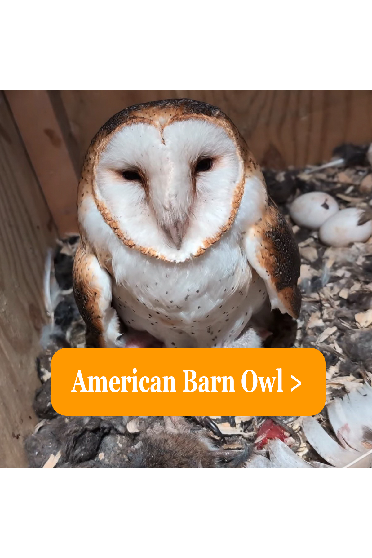 Barn Owl graphic.png