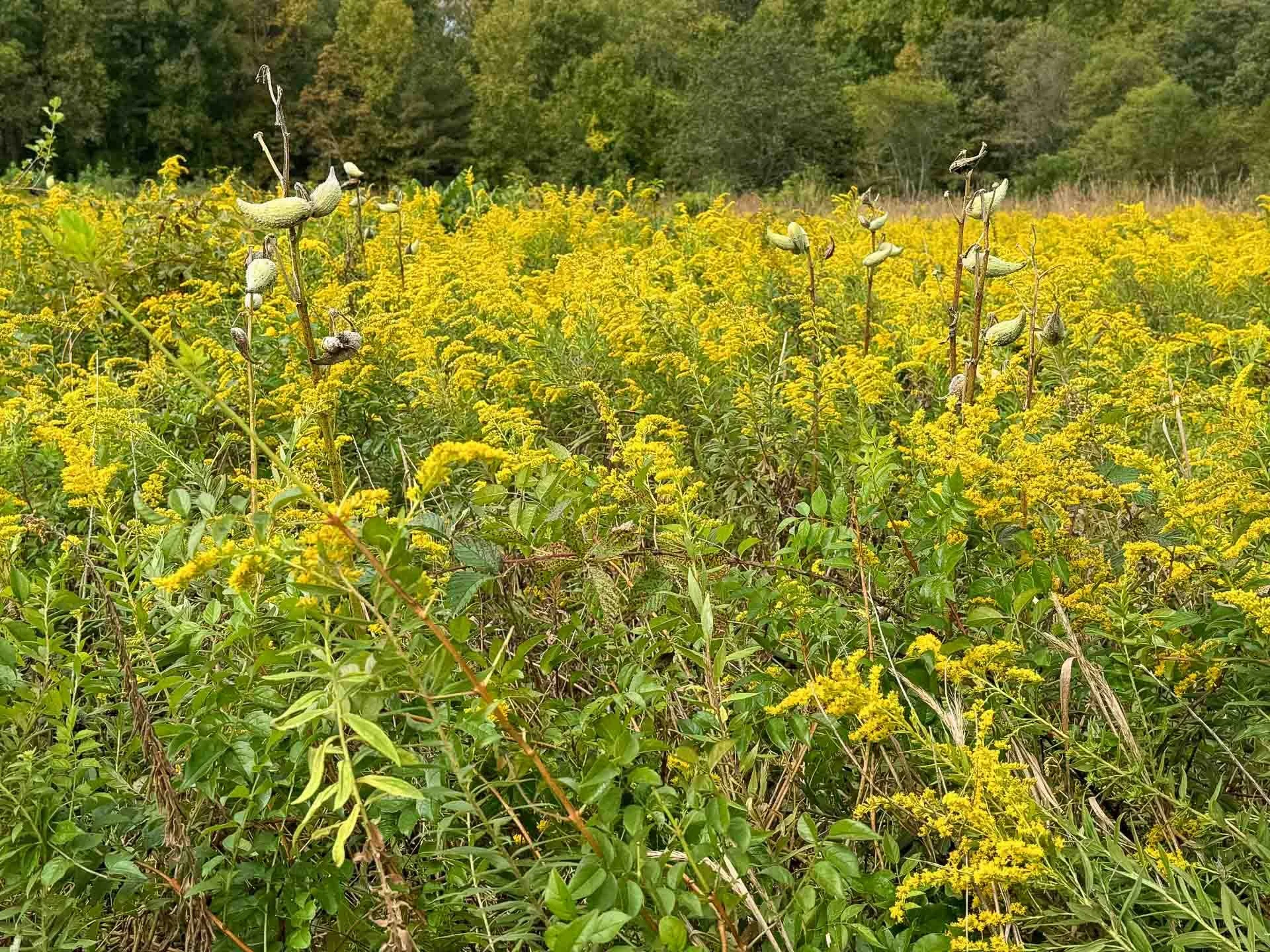 Maryland's Garden Stories