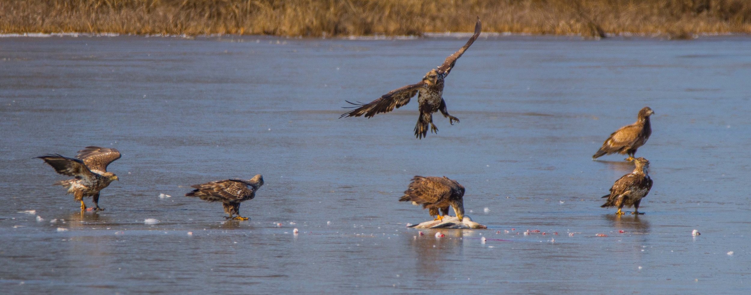 Juvenile bald eagles snow goose bjs.jpg