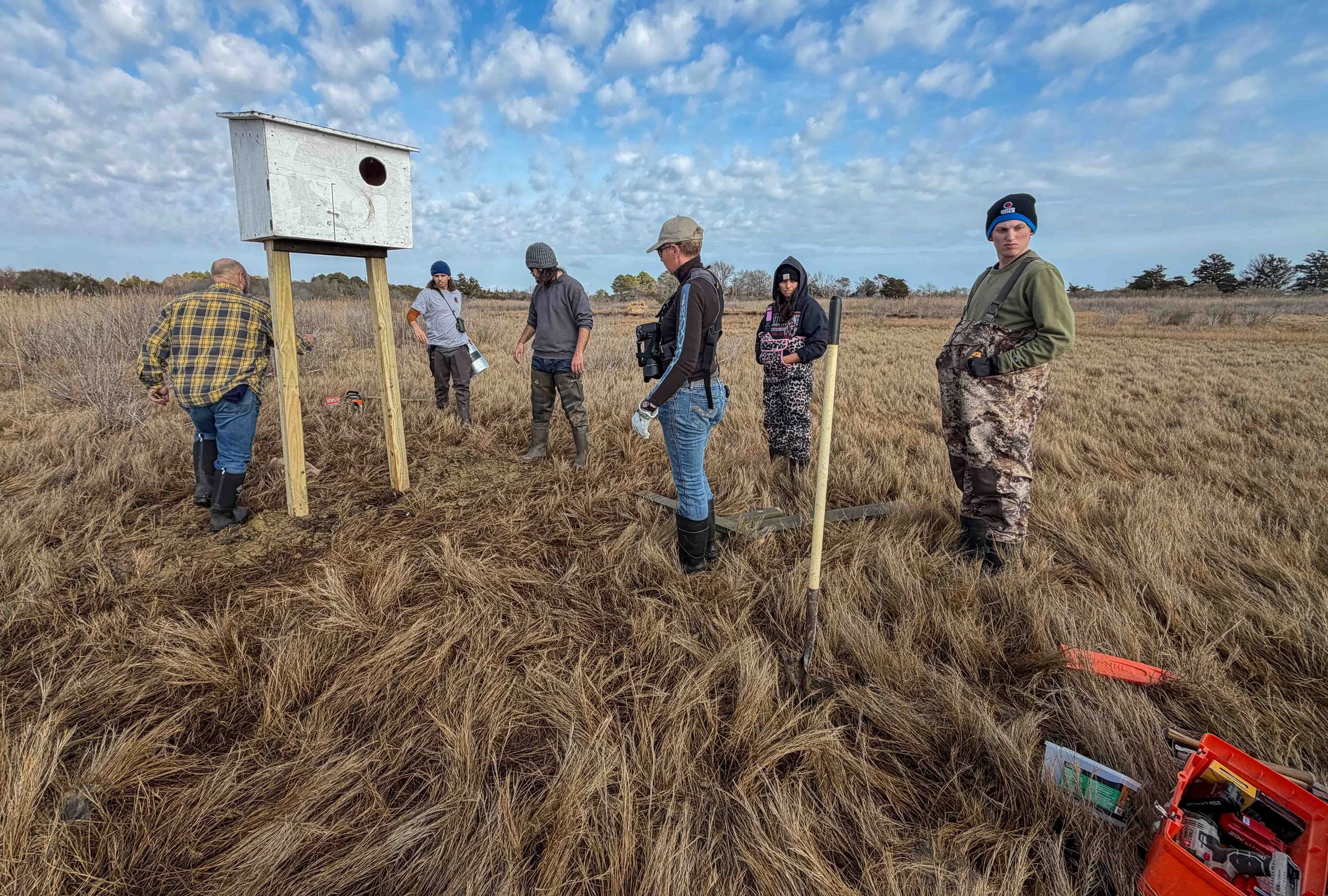 Volunteers install a barn owl nest box on a marsh. Photo by Margaret Poethig.