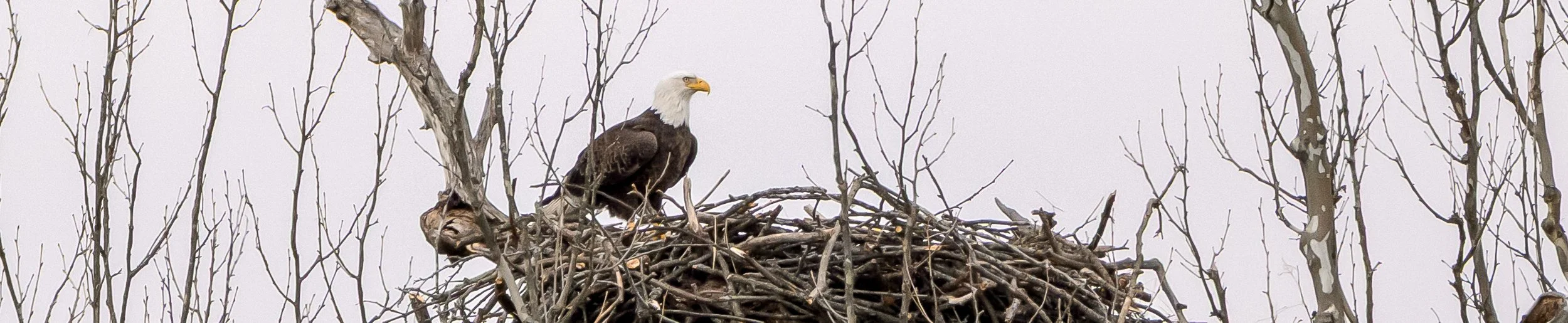 Bald-Eagle-Potomac-Riverbend-DEC-v2.jpg