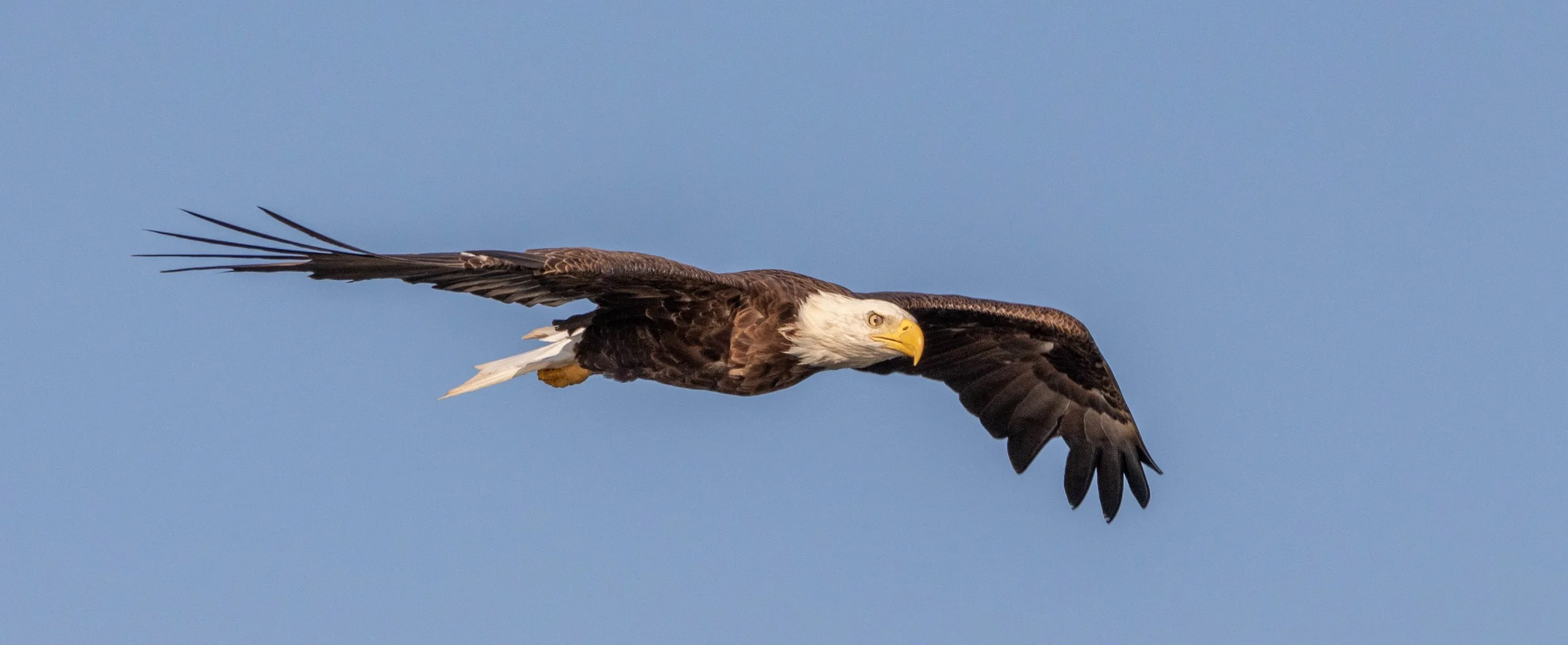 Bald-eagle-flying-bjs.jpg