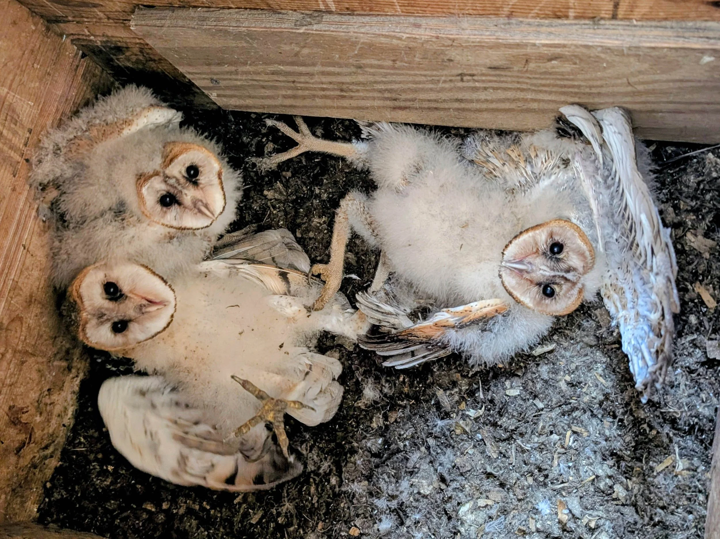 abow-chicks-banner-2-sm.jpg