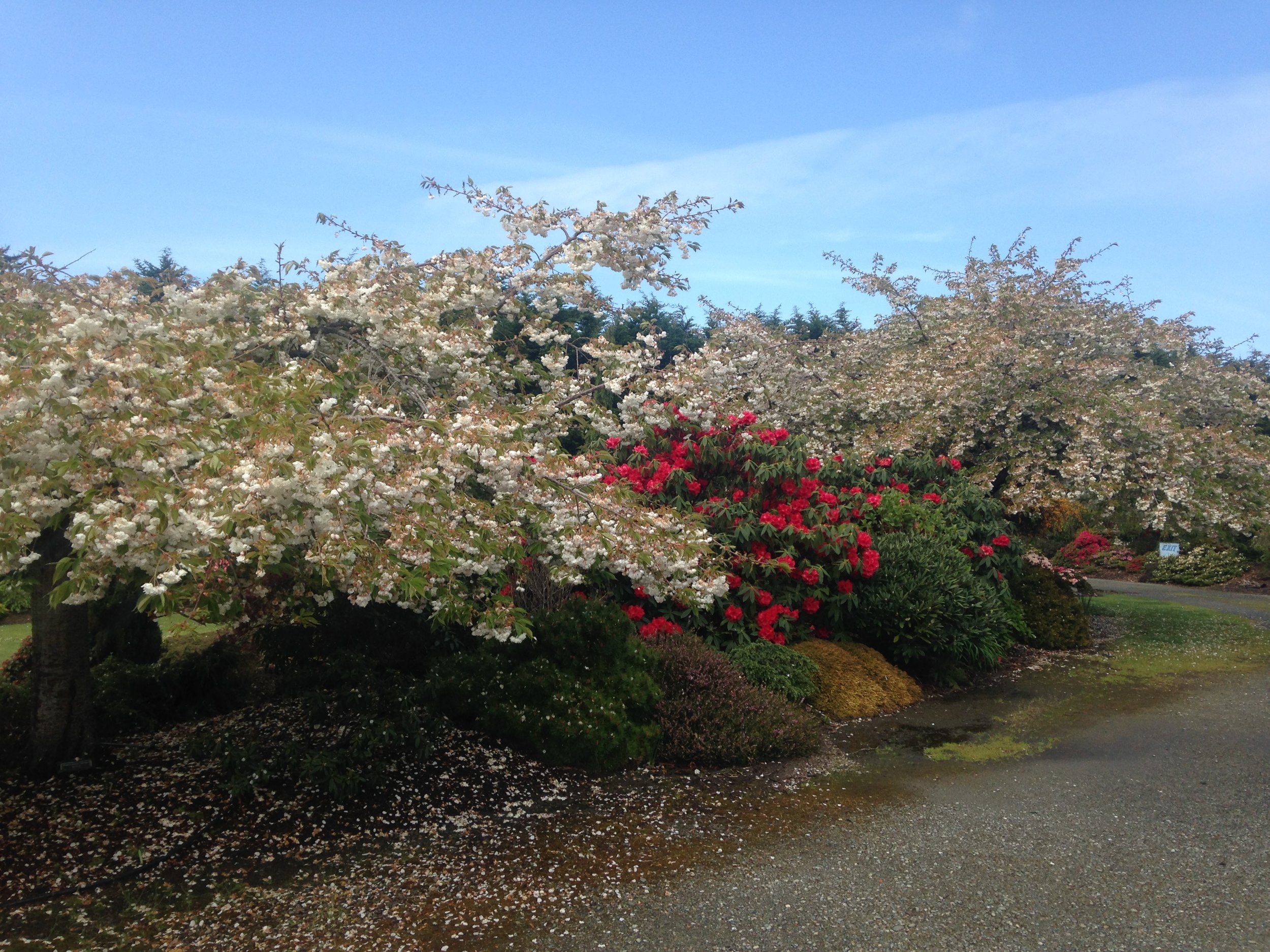 Singing Tree Gardens - April