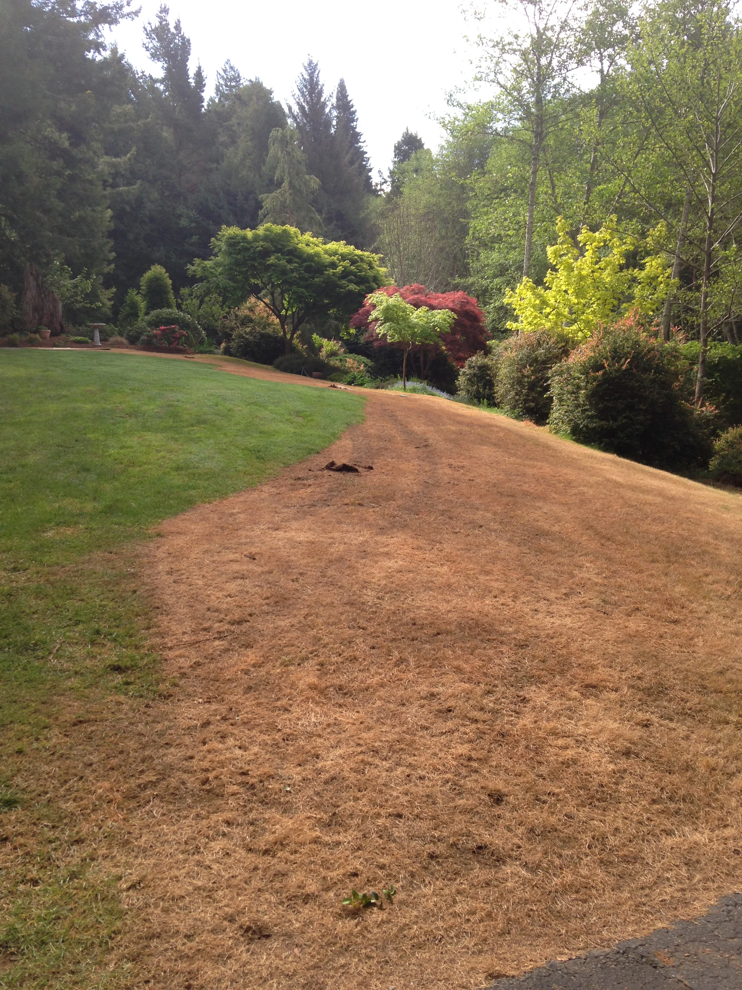 Arcata Garden Design by Ryan Scott 