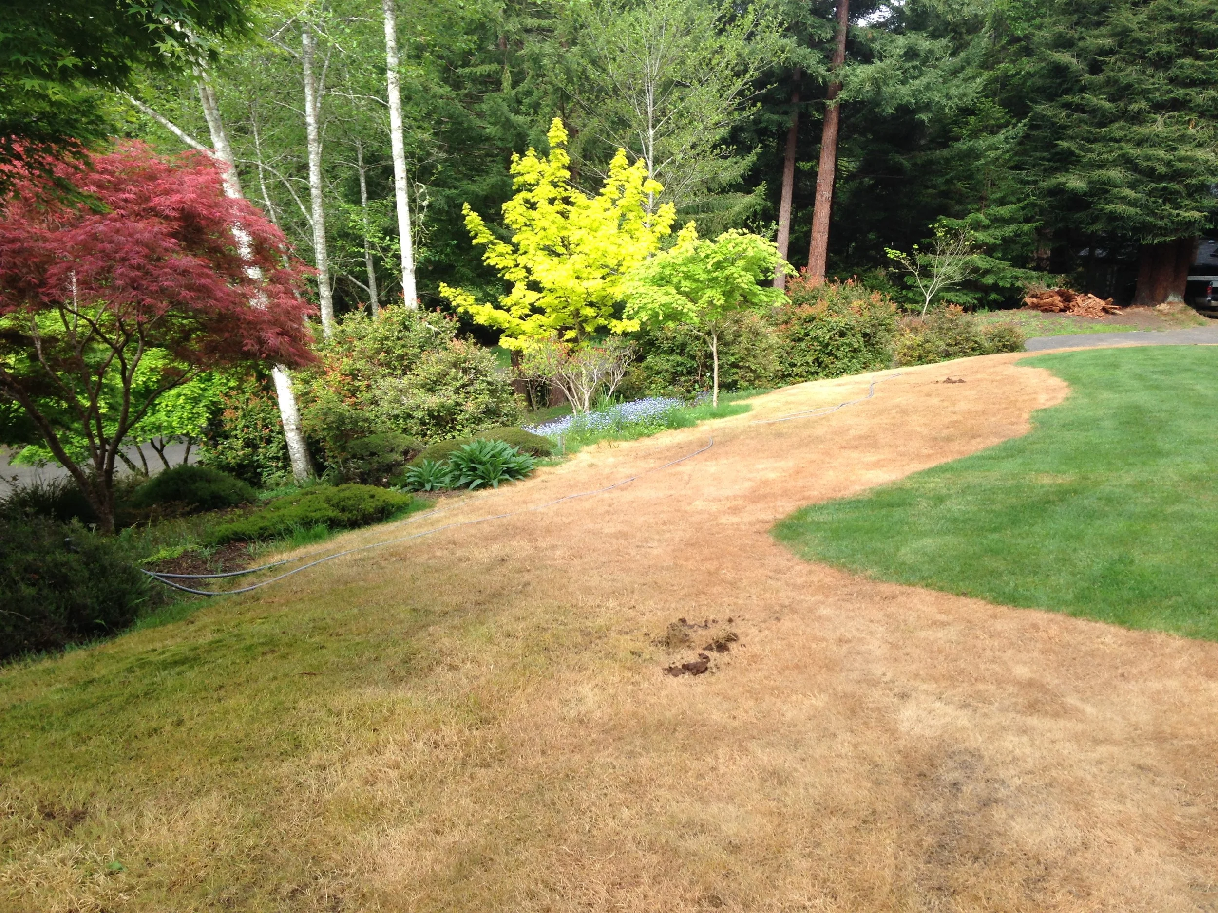 Arcata Garden Design by Ryan Scott 