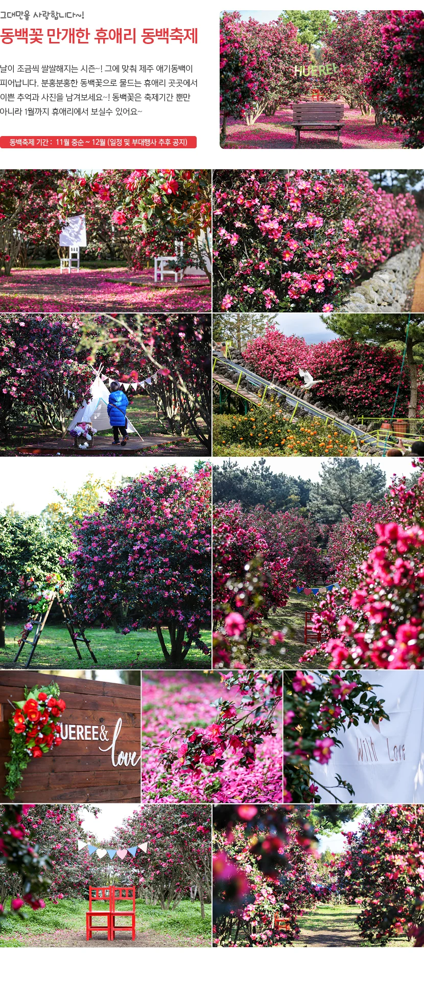 Hueree Camellia Festival