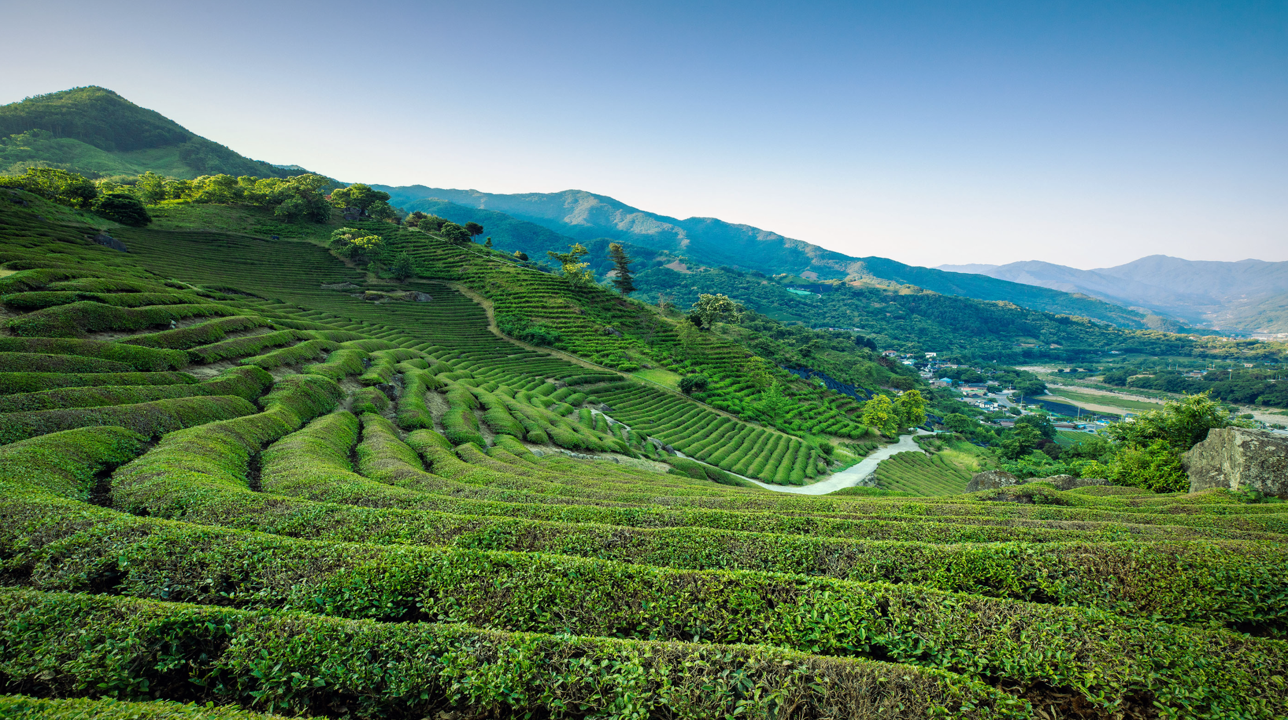 “Korea’s Tea Tradition: THe Elegance of Hadong”