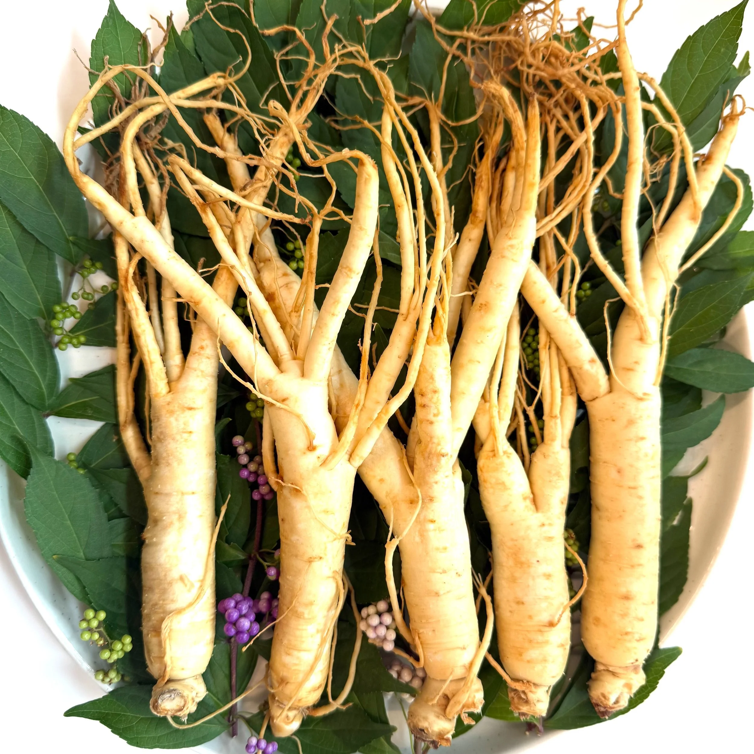 Workshop Recap🌿
A new way to experience Korean ginseng. 🌿

We recently welcomed guests to The Essence of Korean Ginseng: Exploring Wellness Through Fine Korean Cuisine, a special GLOBAL K-ZONE culinary workshop presented by the Korean Cultural Cent