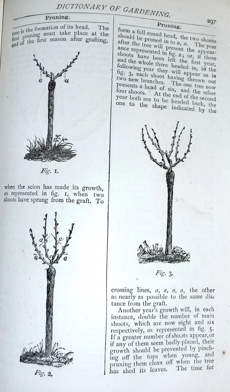 Beeton's All About Gardening-10.jpg