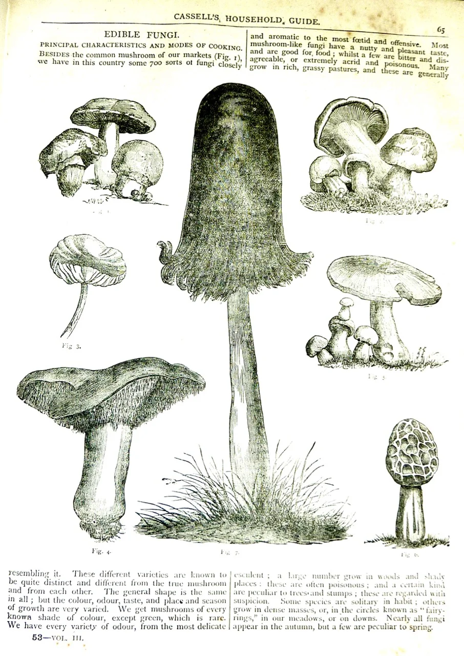 Cassell's Household Guide-15.jpg