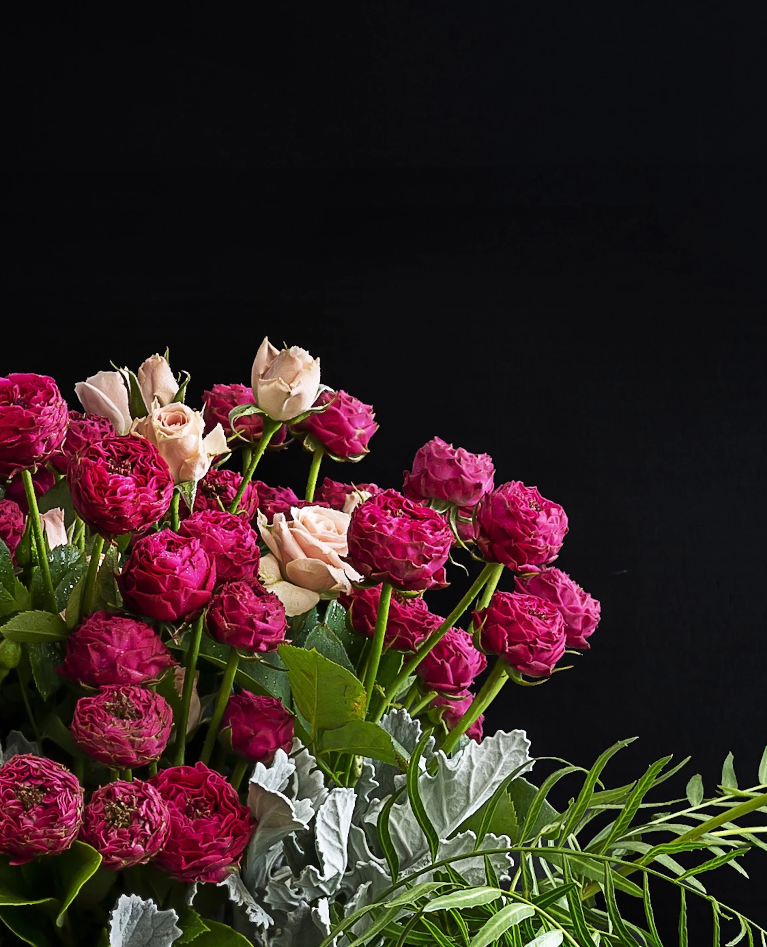 Pink rose blooms and a black background.
