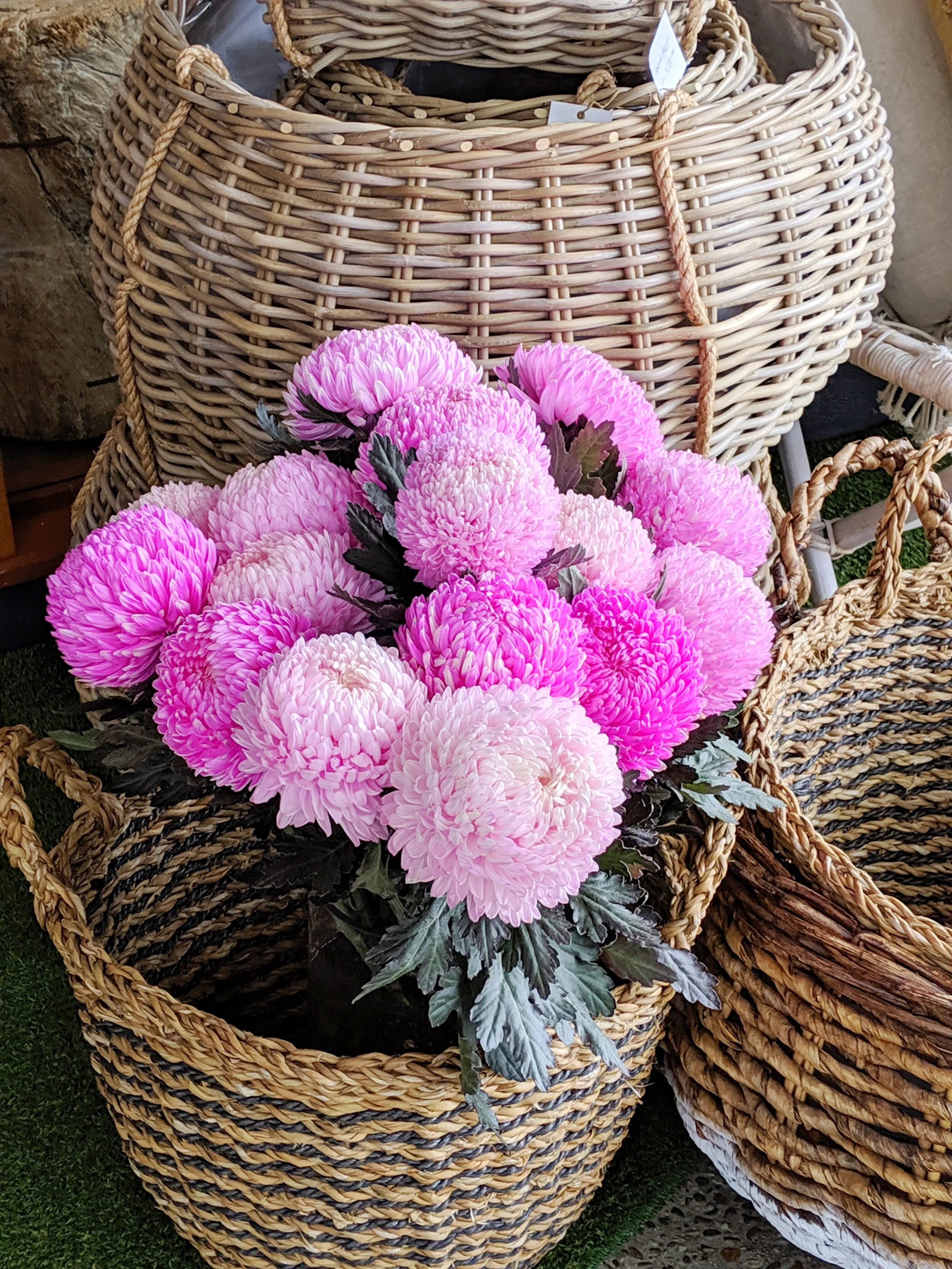 Hot pink pom-pom chrysanthemums.