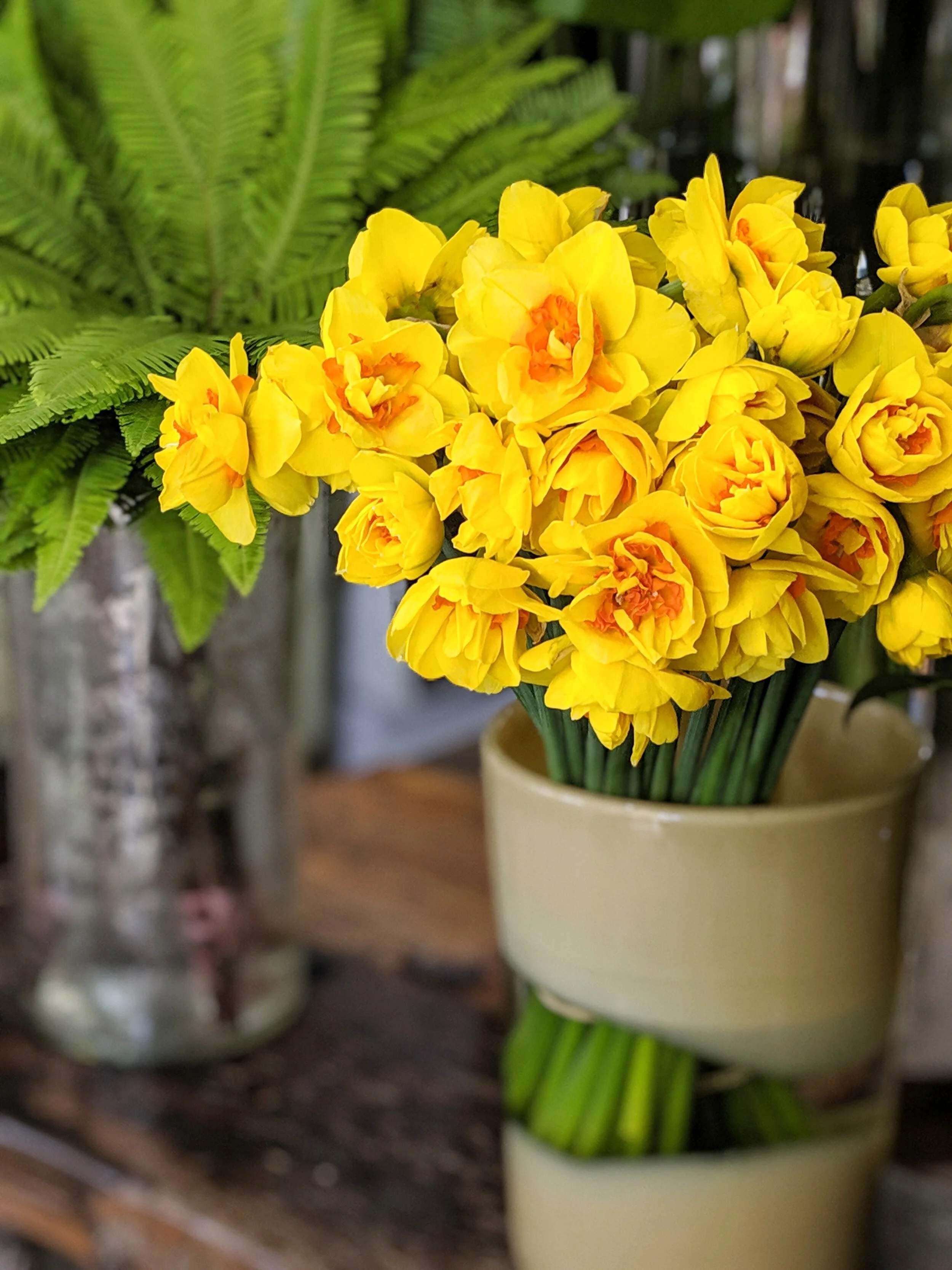 Fresh yellow daffodil blooms