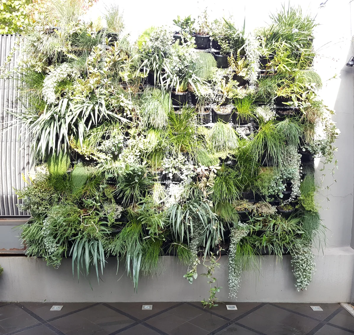Native plantings in vertical garden for residential client in Melbourne.