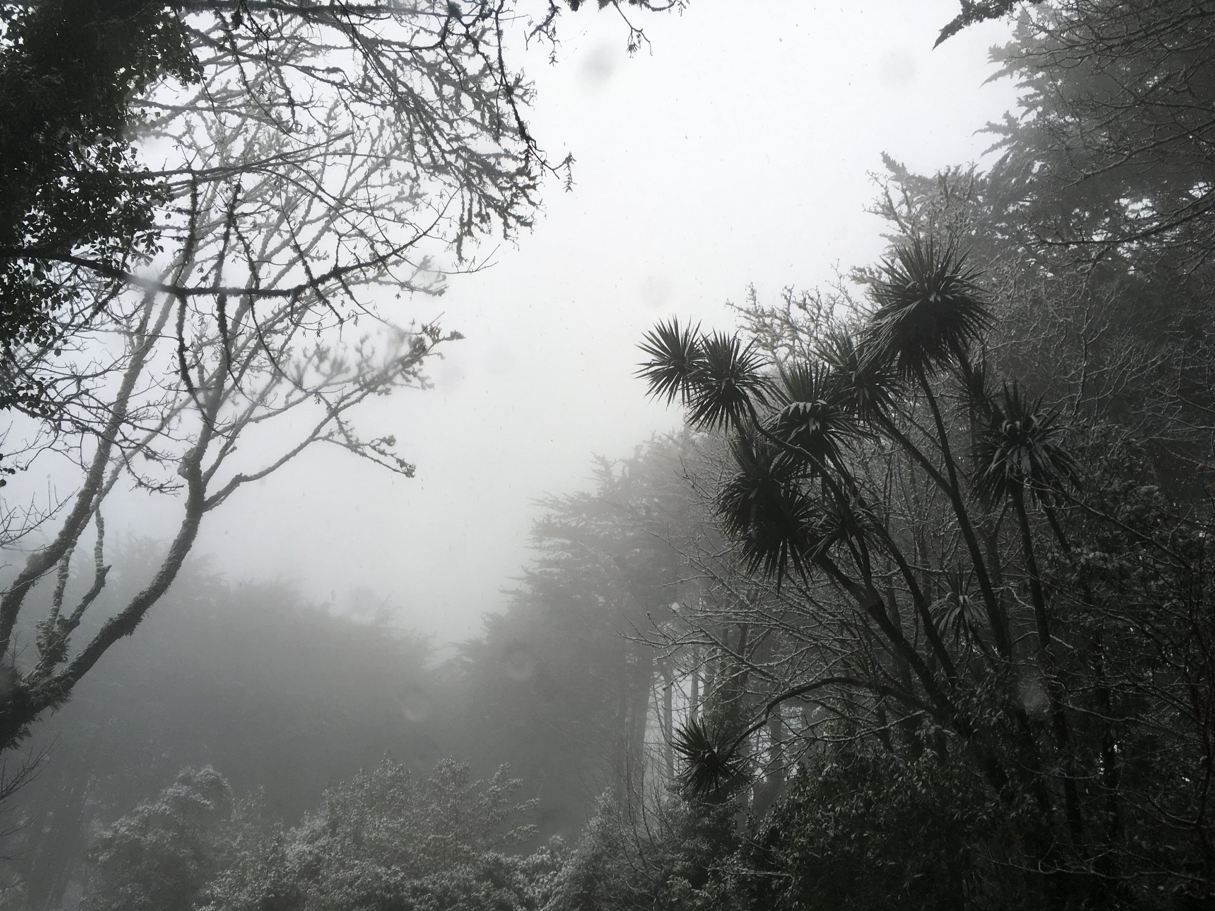 Our drive turned into a true winter wonderland.