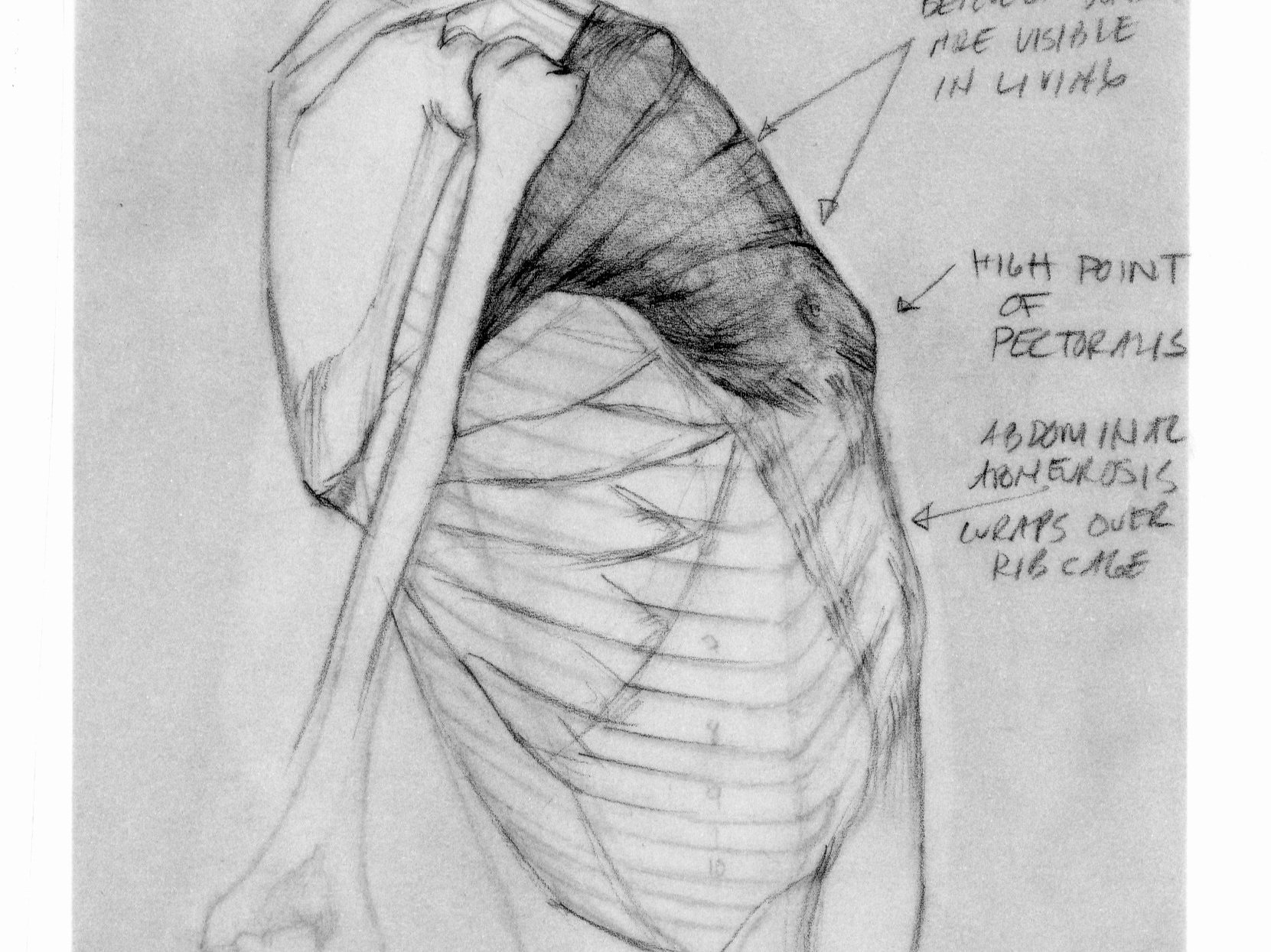 Anatomy For Figurative Artists ONLINE via Scottsdale Artists' School