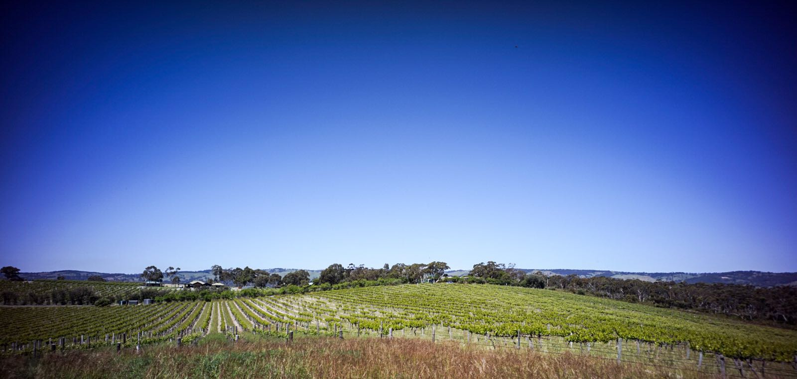 View over an Ulithorne Vineyard, McLaren Vale