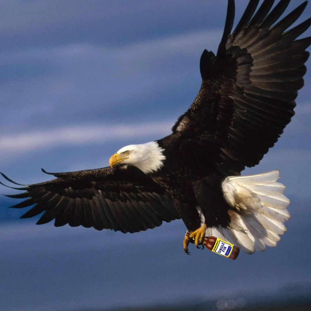 Flying high.jpg