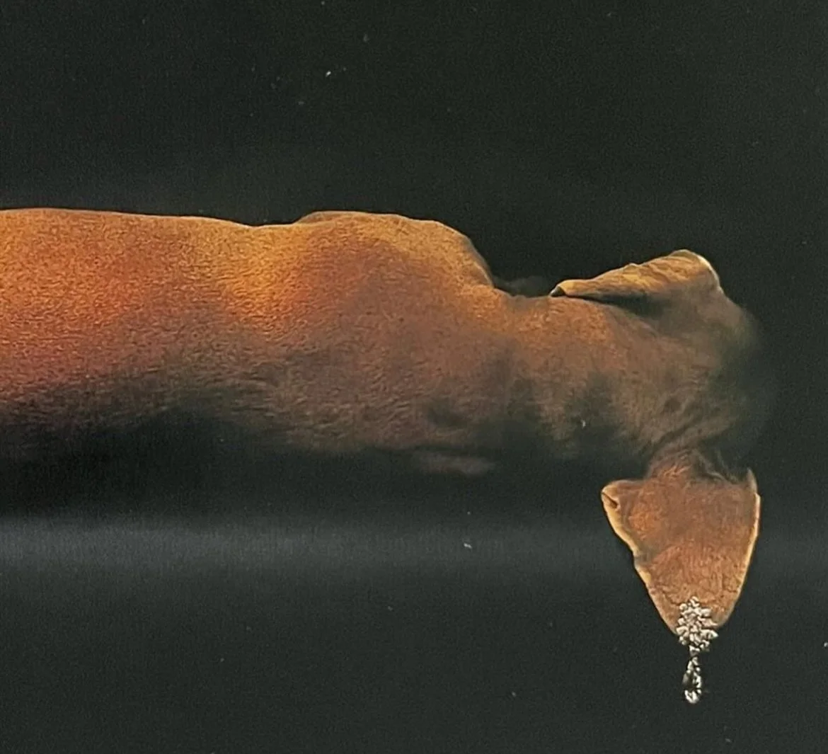 Art by William Wegner for Cartier, 1990