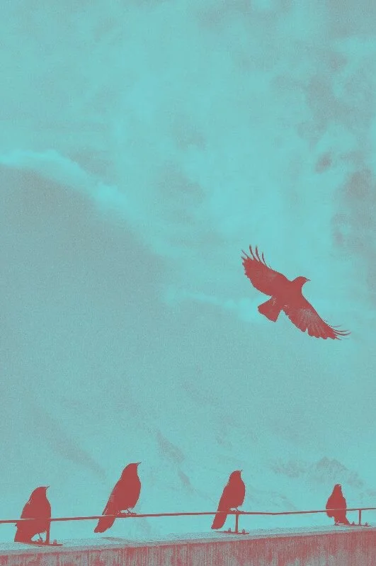 flying bird.jpg