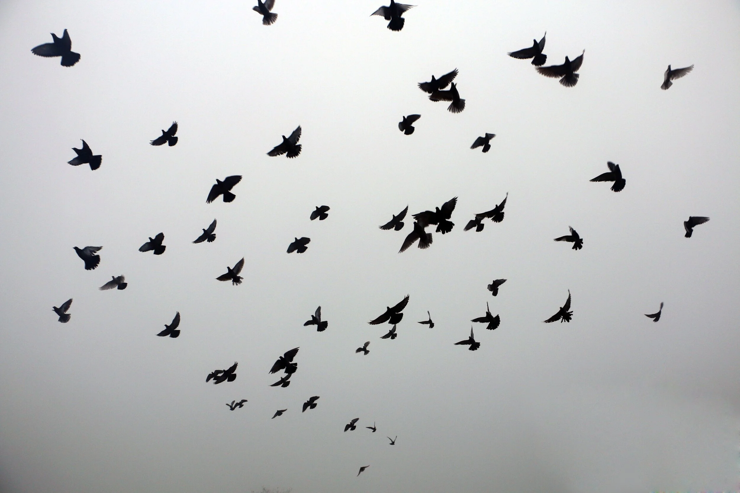 Doves became a motif of our day…and for us represented the love of our family and friends surrounding us.