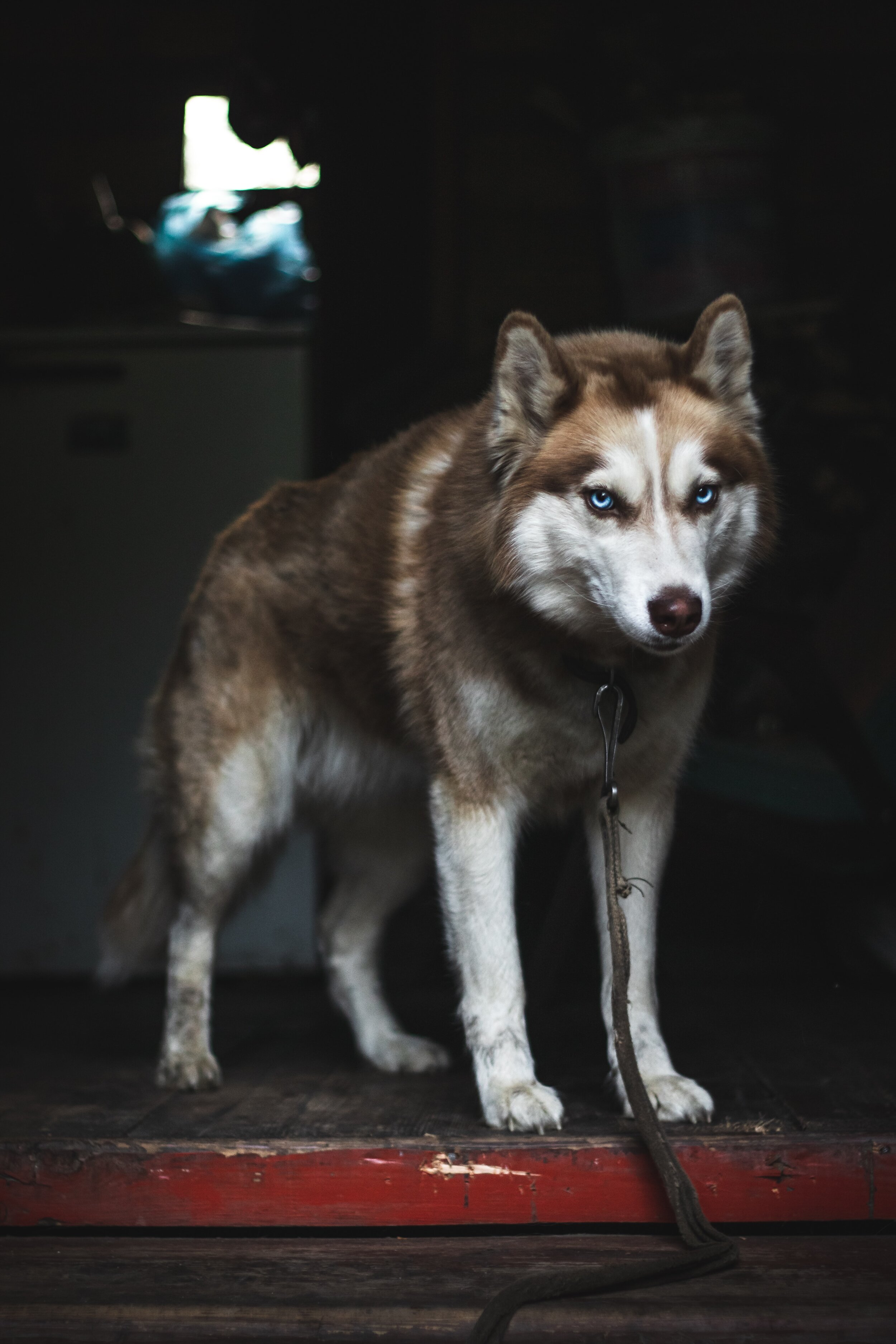 ilya-shishikhin-7ZX6gUbYGUw-unsplash.jpg