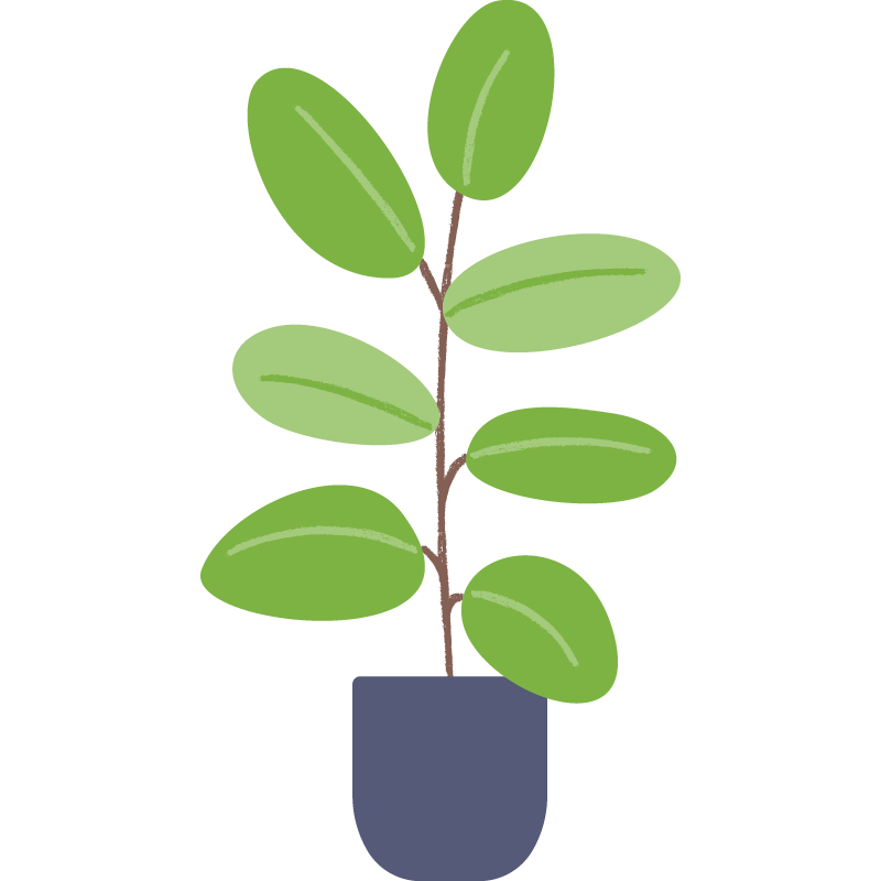 Rubber plant.png