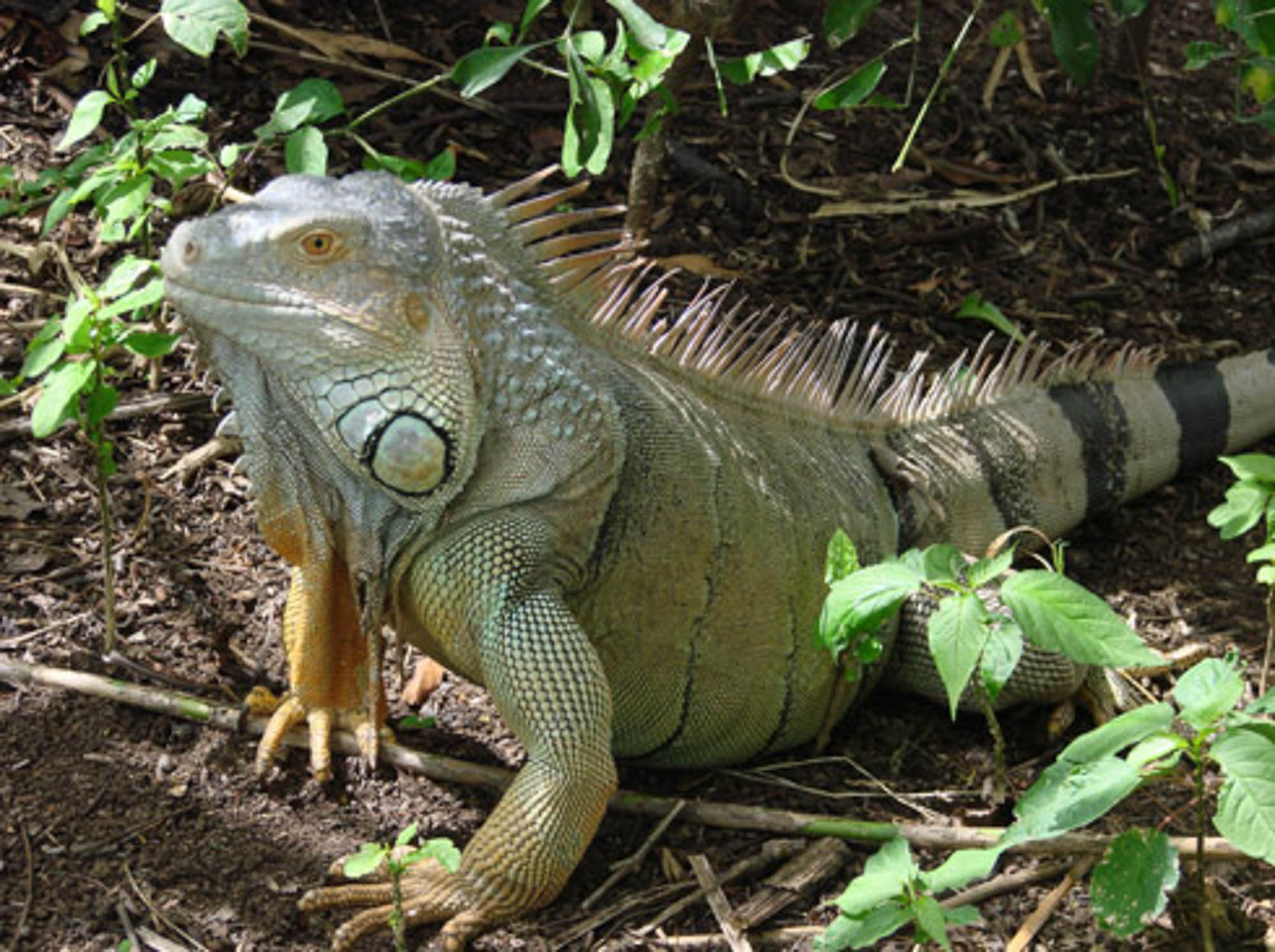 Costa Rica iguane.jpg