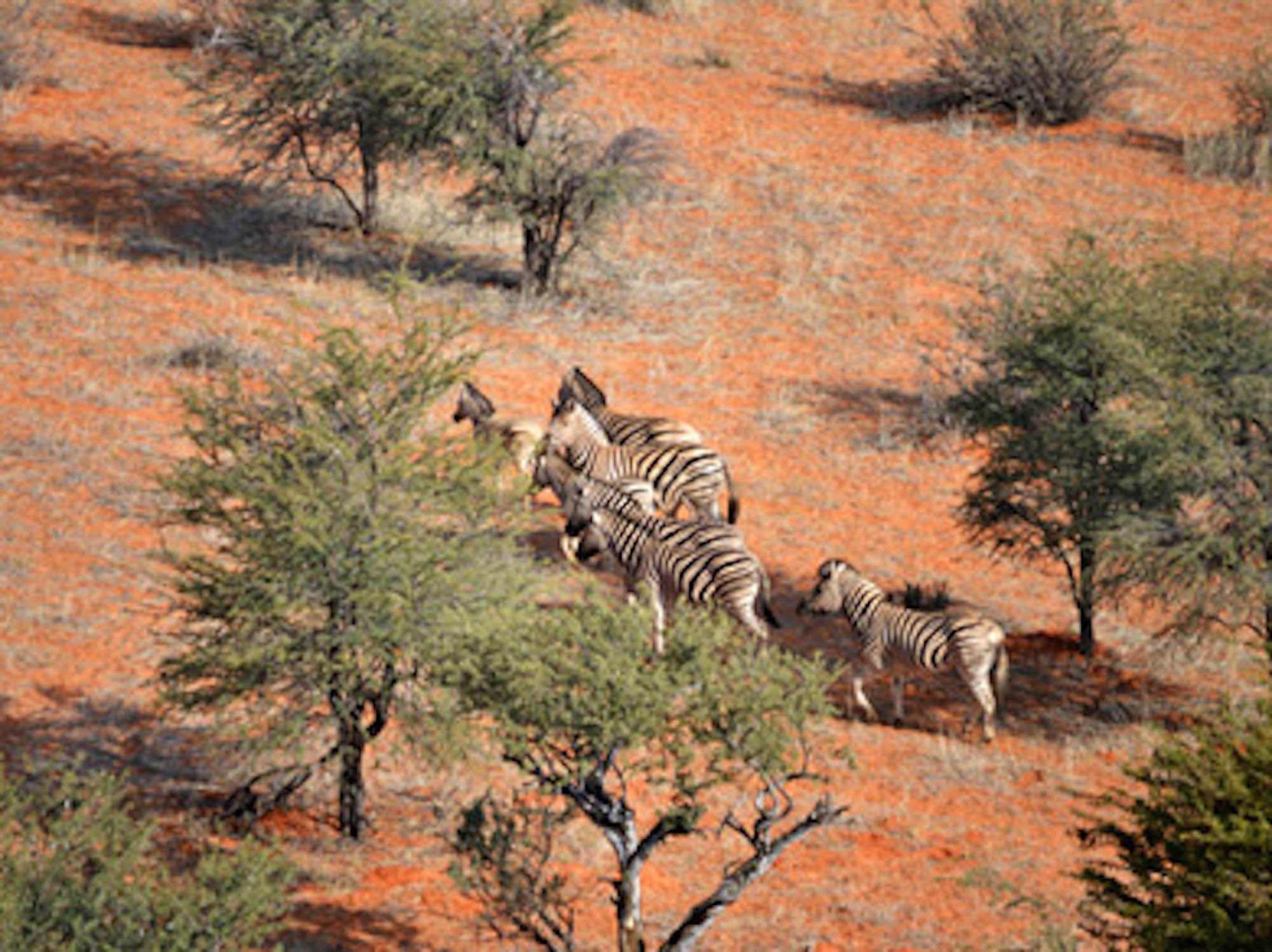 Namibie zebres.jpg