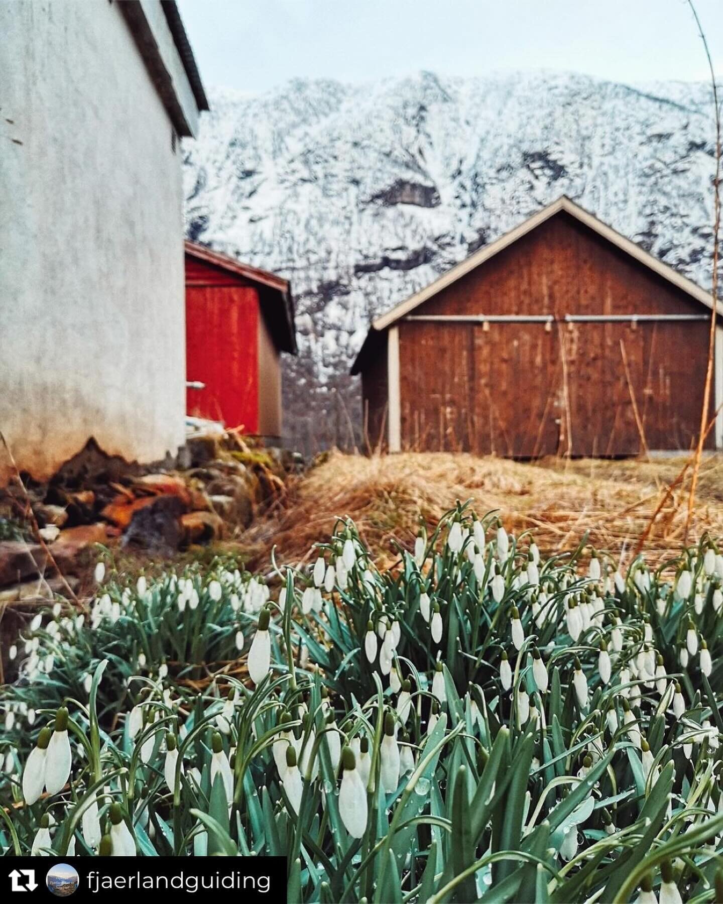 Spring is on🌱

#fj&aelig;rland #fj&aelig;rlandsfjorden #sogndal #norge #norgeibilder #v&aring;r #spring #springtime #springfeelings #blomster #flowers #naturephotography #nature #landscape #landscapephotography #norway🇳🇴 #norwaysworld #norway_natu