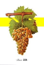 le baco 22A - un cas unique: hybride de noah AMÉRICAIN et de folle blanche. ce CÉPAGE a la peau ÉPAISSE te charnu, APPARU au début du siècle, est TRÈS RÉSISTANT et a grandement contribué a la reconstitution du vignoble apres le PHYLLOXÉRA. 30% ARÔME de FRUITS mures de pruneau et d'ÉPICES c'est un CÉPAGE TRÈS terrien grandement APPRÉCIé dans le bas armagnac landais pour sa rondeur et sa suavité.