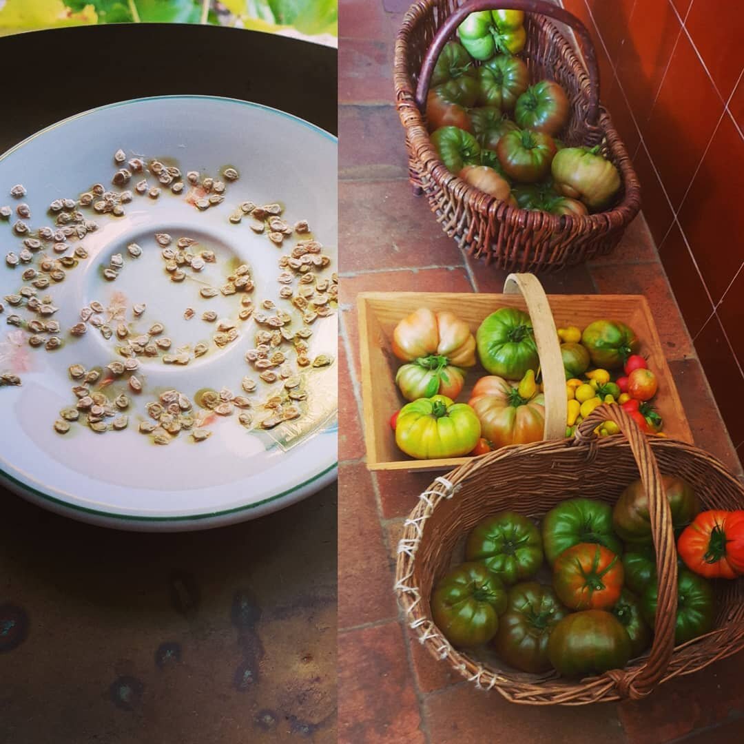 Non seulement c'est bio, mais en plus cest tomates ont pous&eacute;es avec les graines que nous avions fait s&eacute;ch&eacute;es lors de notre derni&egrave;re r&eacute;colte ! Ave Maria :-)