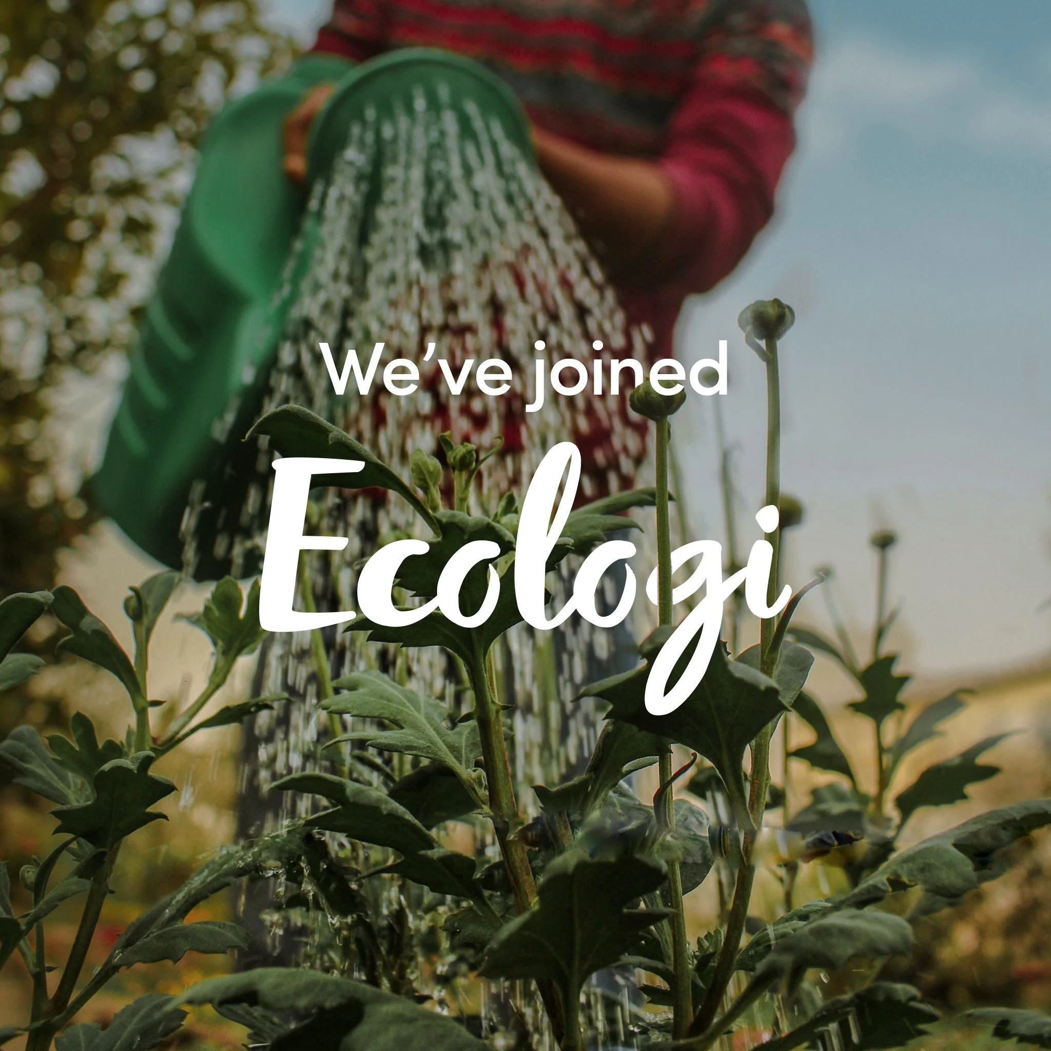 Wildflower Restoration with Ecologi