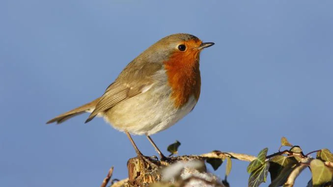 RSPB Big Schools Bird Watch