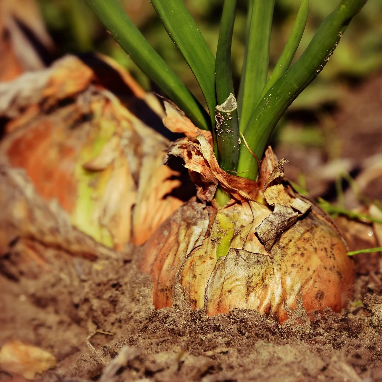 onion-3706937_1920.jpg