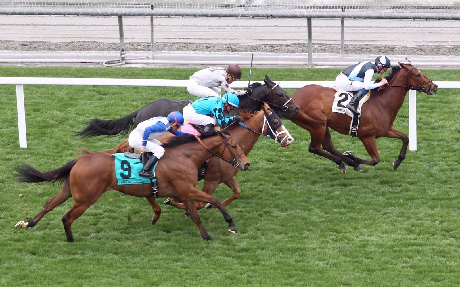  Champagne Charley A homebred of ours out of mare Age Of Refinement this son of Myboycharlie broke his duck in America on 5th March 2017 in an allowance race at Santa Anita. A lot more to come from him. 