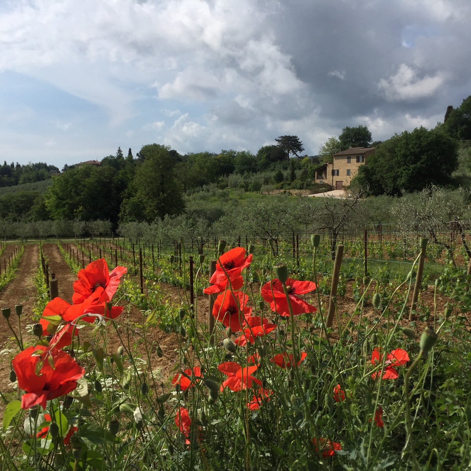 The Reminder of Poppies