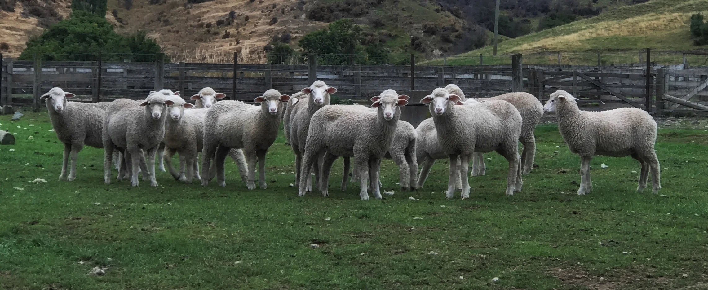 Our Neighbours 