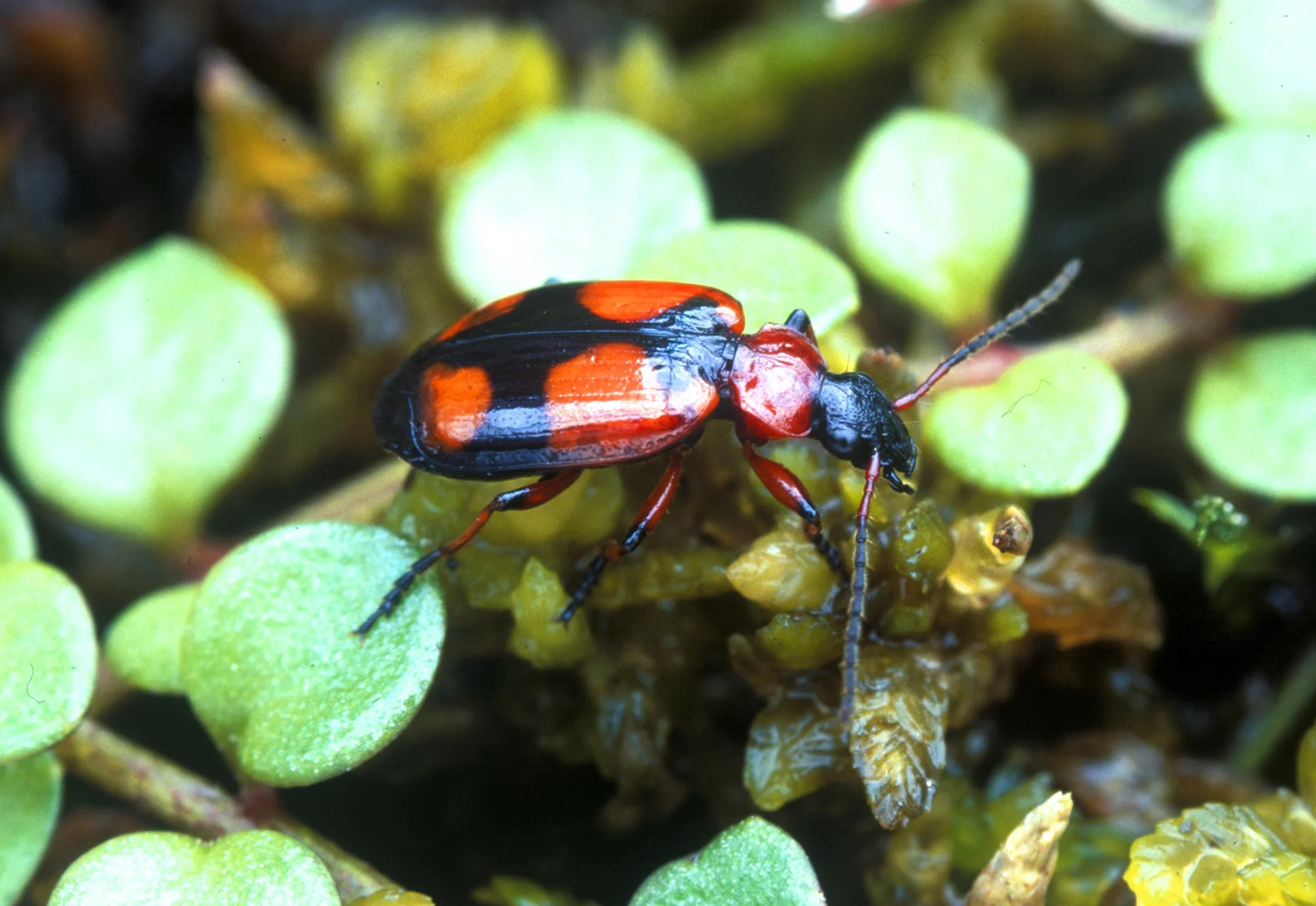 Lebia_cruxminor2.jpg