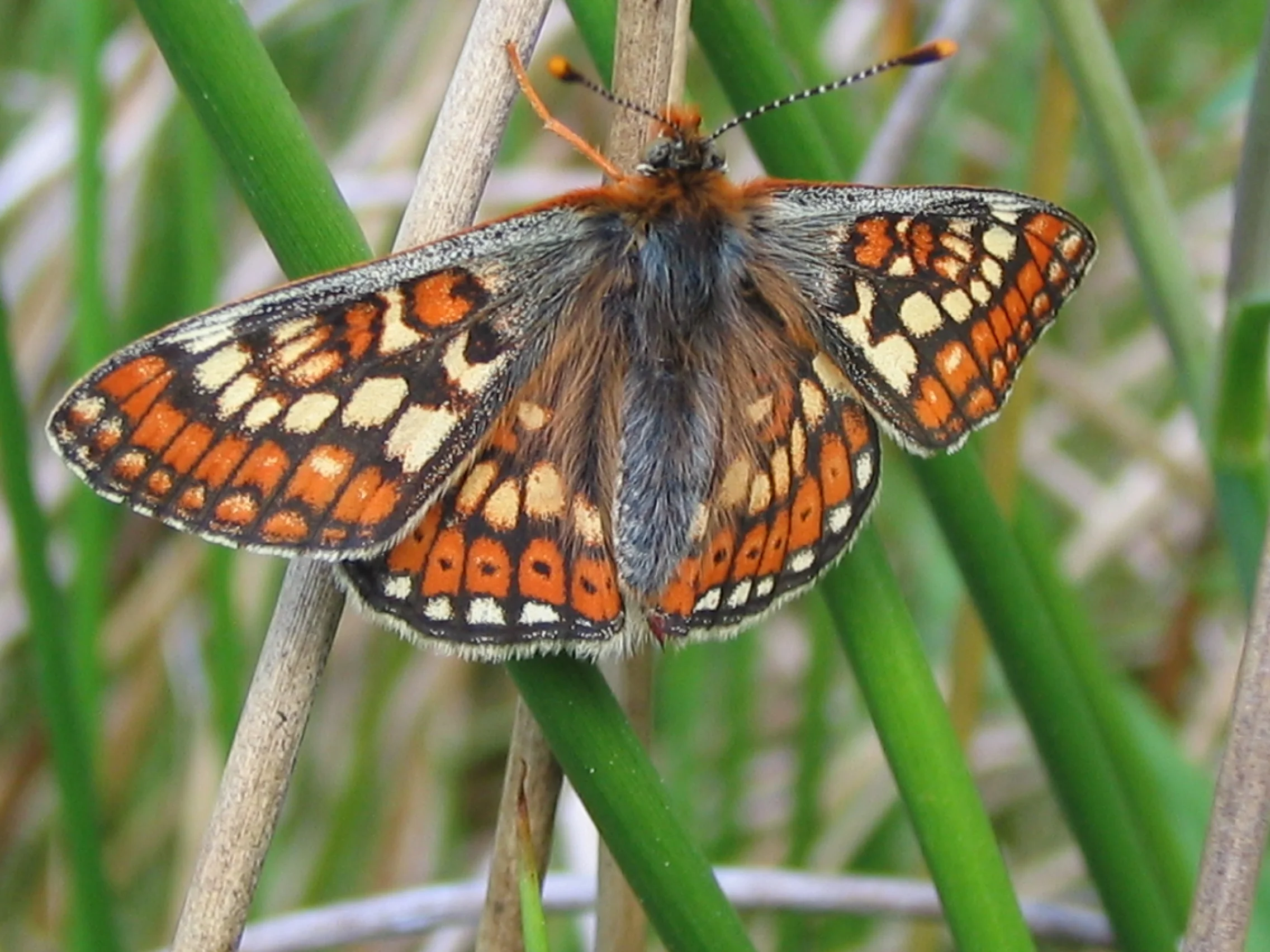 Marsh Frit Slush Hill.jpg